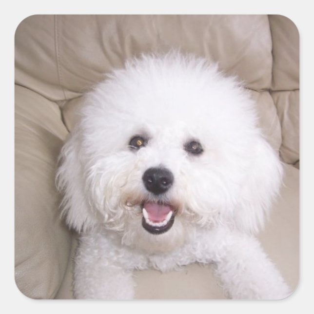 Bichon Frise Quadratischer Aufkleber (Vorderseite)