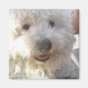 Bichon Frise quadratischer Magnet