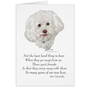 Bichon Frise Rainbow Bridge