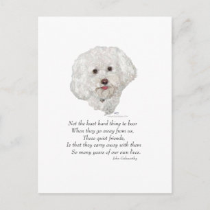 Bichon Frise Rainbow Bridge Postkarte