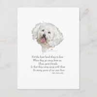 Bichon Frise Regenbogenbrücke