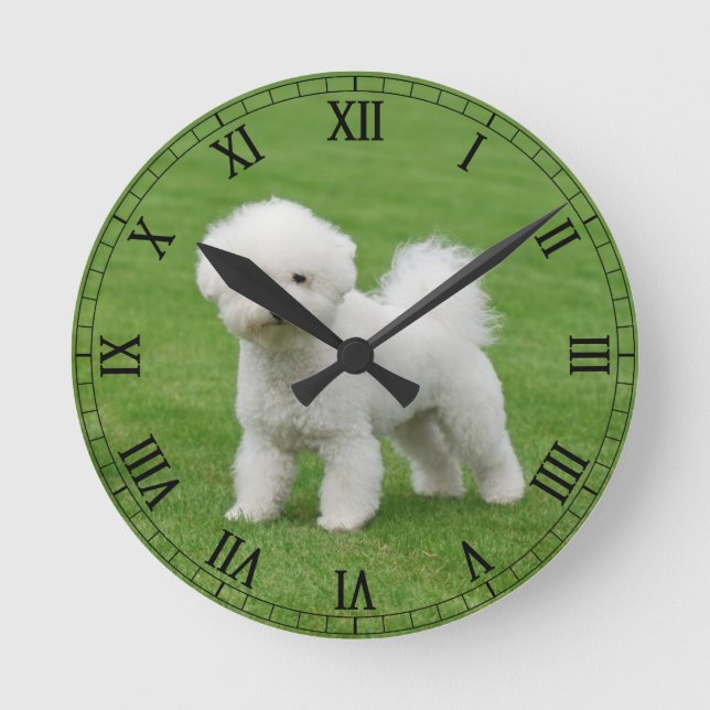 Bichon Frise Runde Wanduhr (Vorderseite)