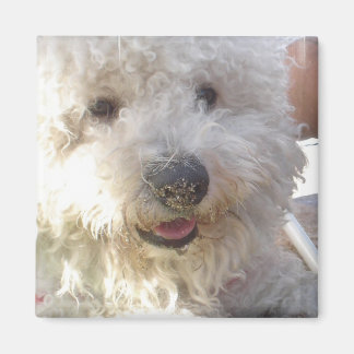 Bichon Frise Square Magnet