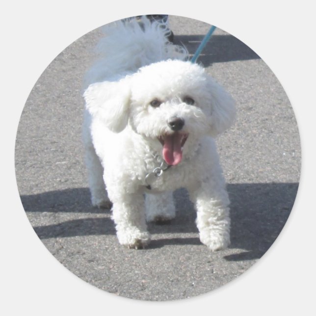 Bichon Frise Sticker Round (Vorderseite)