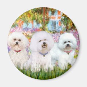 Bichon Frise Trio - Garten (VG) Magnet