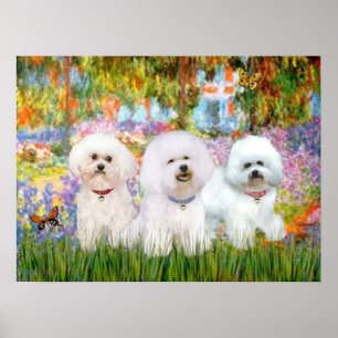 Bichon Frise Trio - Garten (VG) Poster