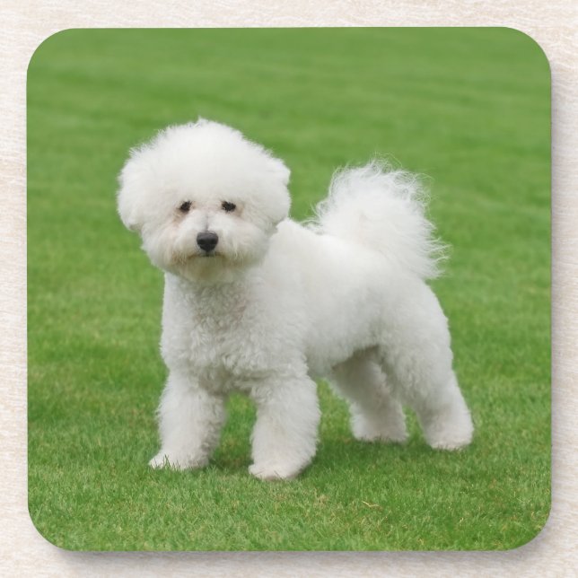 Bichon Frise Untersetzer (Vorderseite)