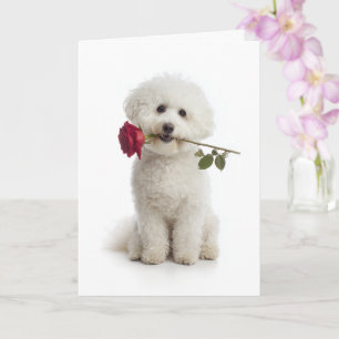 Bichon Frise Valentine – Süße Hingabe Karte