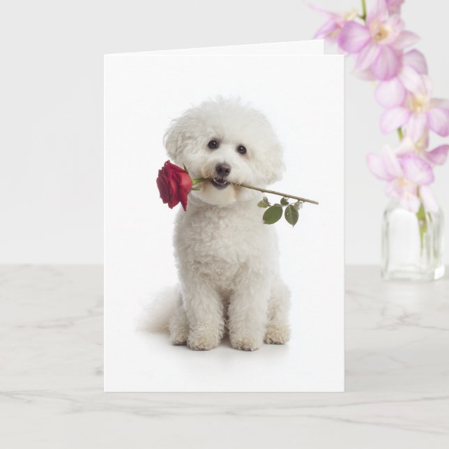 Bichon Frise Valentine – Süße Hingabe Karte (Orchidee)