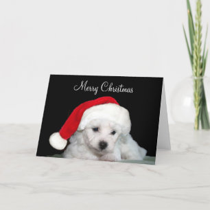 Bichon Frise Weihnachten