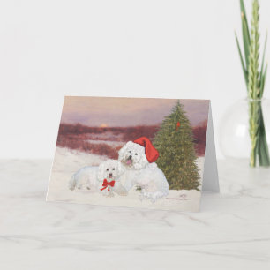Bichon Frise Weihnachten