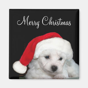 Bichon Frise Weihnachten Magnet