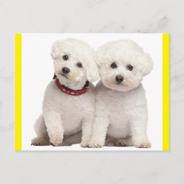 Bichon Frise Welpe Doppy Blank Post Card Postkarte (Vorderseite)