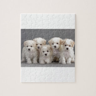 Bichon Frisé Welpen Puzzle
