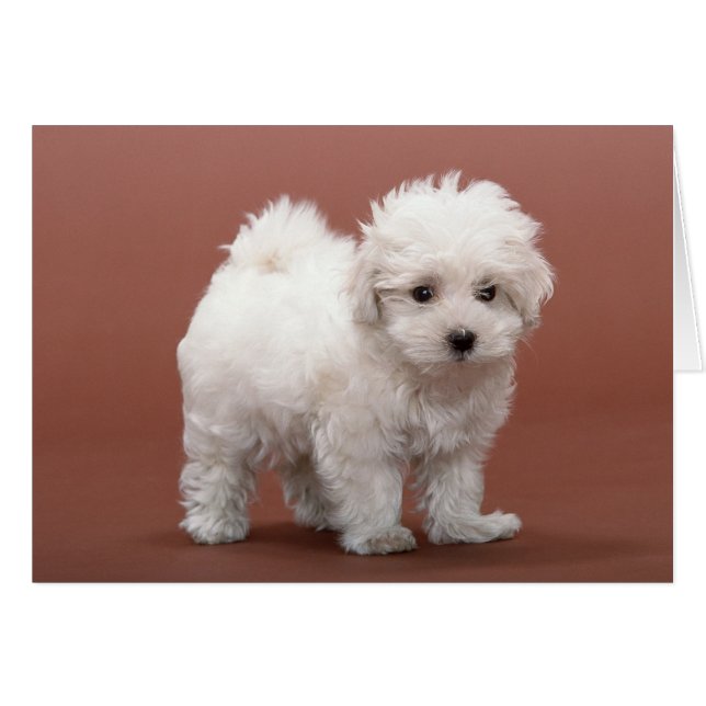 Bichon Frise Welpenkarten, Porto, Geschenke (Vorderseite (Horizontal))