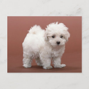 Bichon Frise Welpenkarten, Porto, Geschenke Postkarte