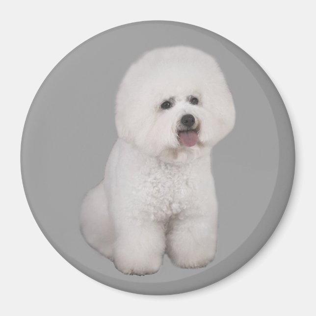 Bichon Frise Wertvoll Magnet (Vorne)