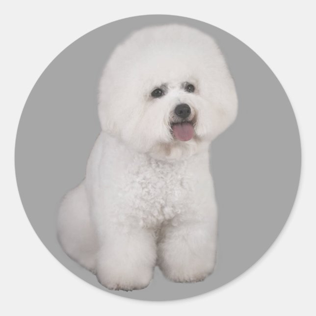 Bichon Frise Wertvoll Sticker (Vorderseite)