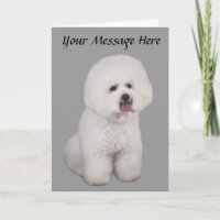 Bichon Frise wertvolle Gruß-Karte