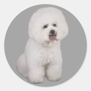 Bichon Frise wertvoller Aufkleber