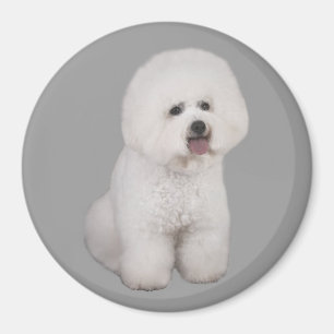 Bichon Frise wertvoller Magnet