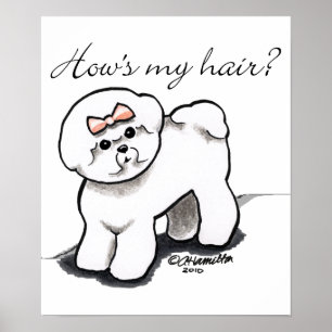 Bichon Frise zeigt mir mein Haar Poster
