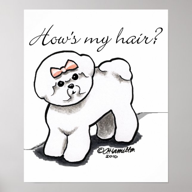 Bichon Frise zeigt mir mein Haar Poster (Vorne)