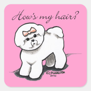 Bichon Frise zeigt mir mein Haar Quadratischer Aufkleber