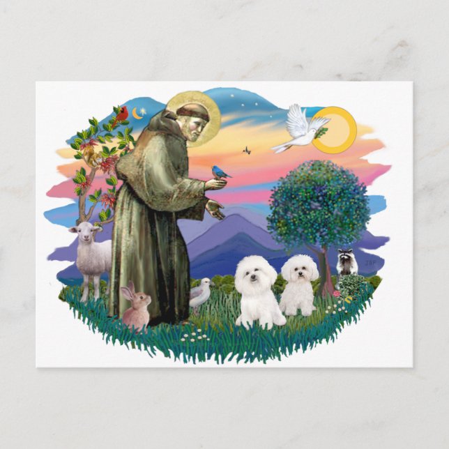 Bichon Frise (zwei) Postkarte (Vorderseite)