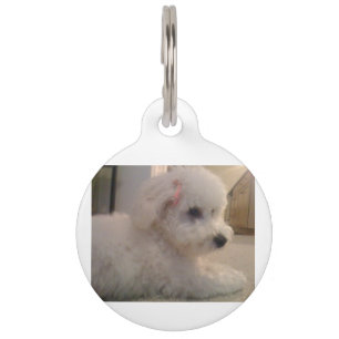 Bichon-Friselegen Haustiermarke