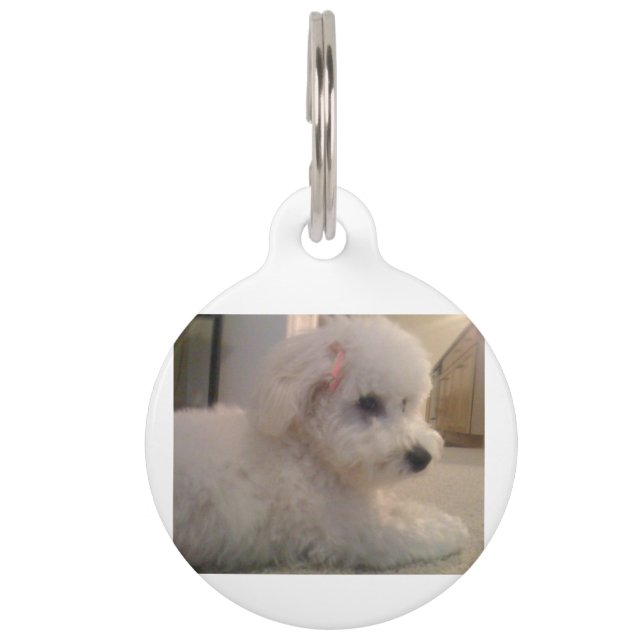 Bichon-Friselegen Haustiermarke (Vorderseite)