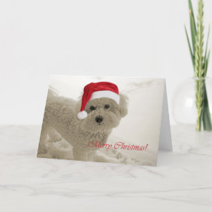 Bichon frohe Weihnachten
