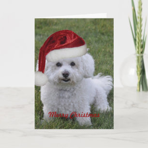Bichon Merry Christmas Feiertagskarte