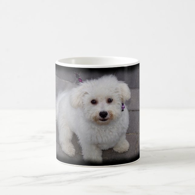 bichon Tasse (Mittel)