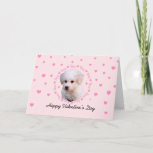 Bichon Valentinstag Feiertagskarte