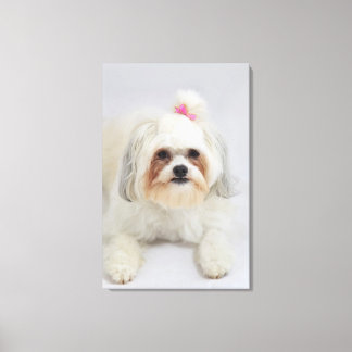 Bichonfrise mit rosa Schleife im Haar Leinwanddruck