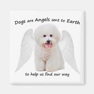 Bichons sind Angels Magnet