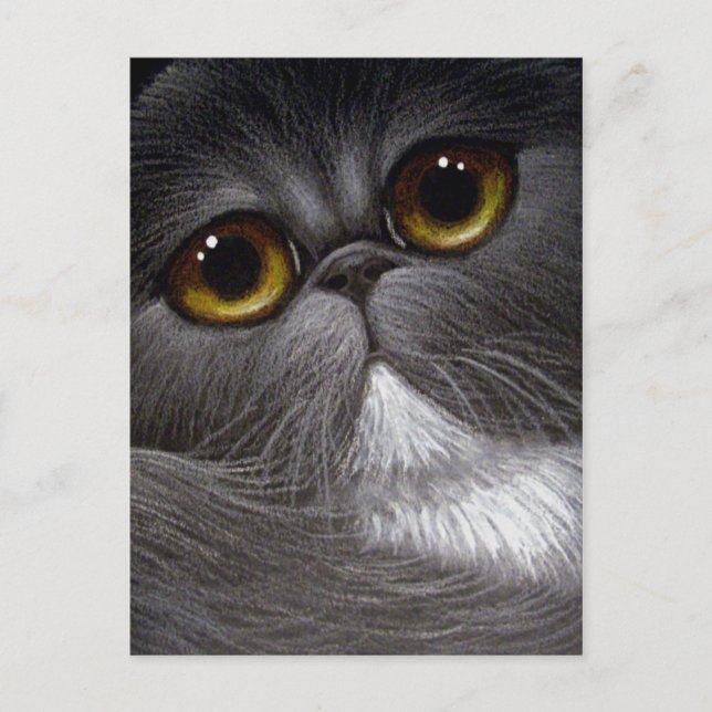 BICOLOR PERSIAN CAT Postkarte (Vorderseite)