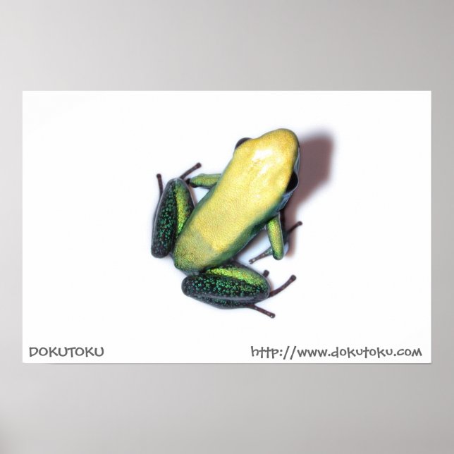 Bicolor Poster (Vorne)