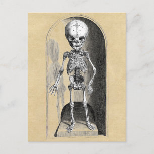 Bidloo Medical Illustration (Anterior) Postkarte