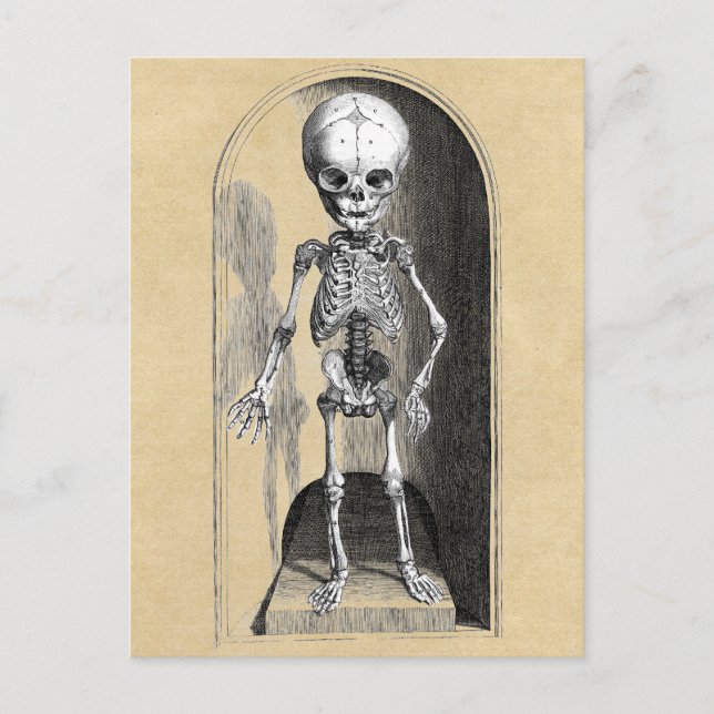 Bidloo Medical Illustration (Anterior) Postkarte (Vorderseite)