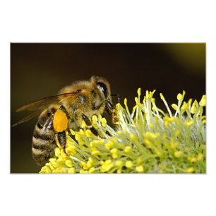 Biene am Arbeitsplatz Fotodruck