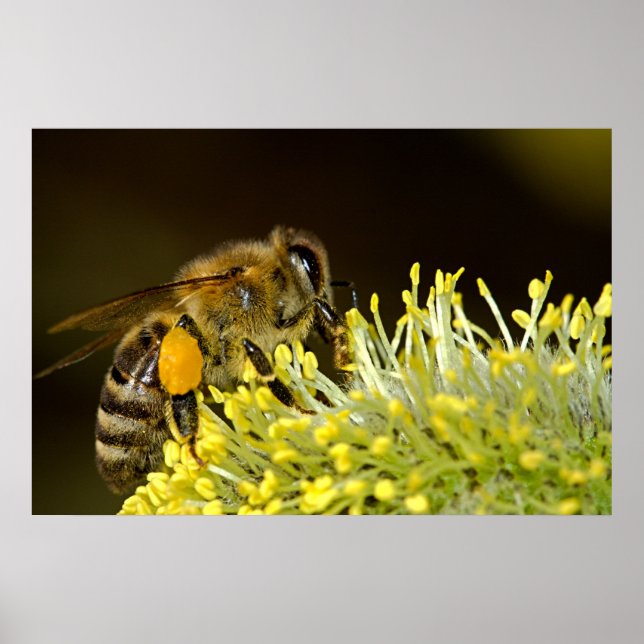 Biene am Arbeitsplatz Poster (Vorne)
