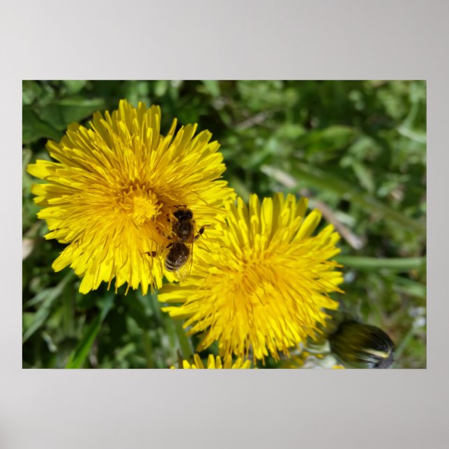 Biene am Arbeitsplatz Poster (Vorne)