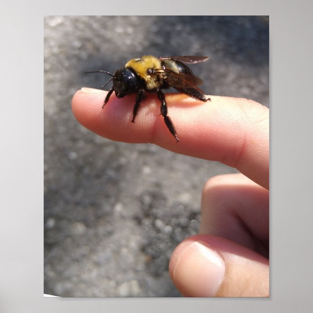 Biene an einem Finger Poster (Vorne)
