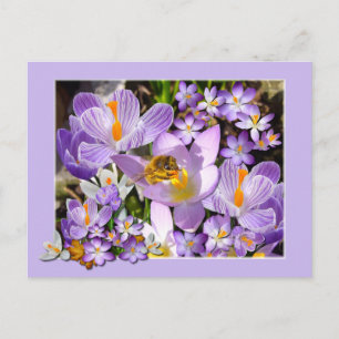 Biene Ansammlung Nectar von Crocus Blume Postkarte