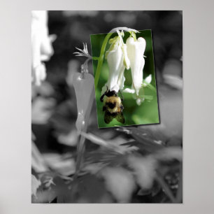 Biene auf Akelei-Blüte Teilweise Farbe Poster