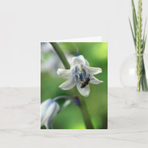 Biene auf Blauglockenblüten-Fotografie 