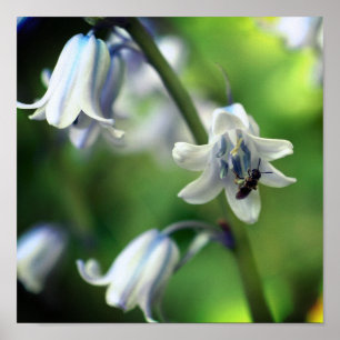 Biene auf Bluebell Blume Nah Poster