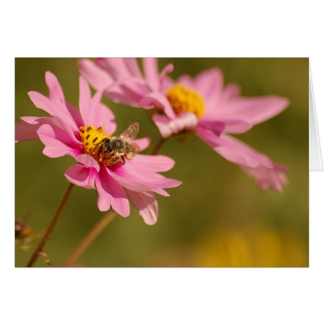 Biene auf Blume (Vorderseite (Horizontal))